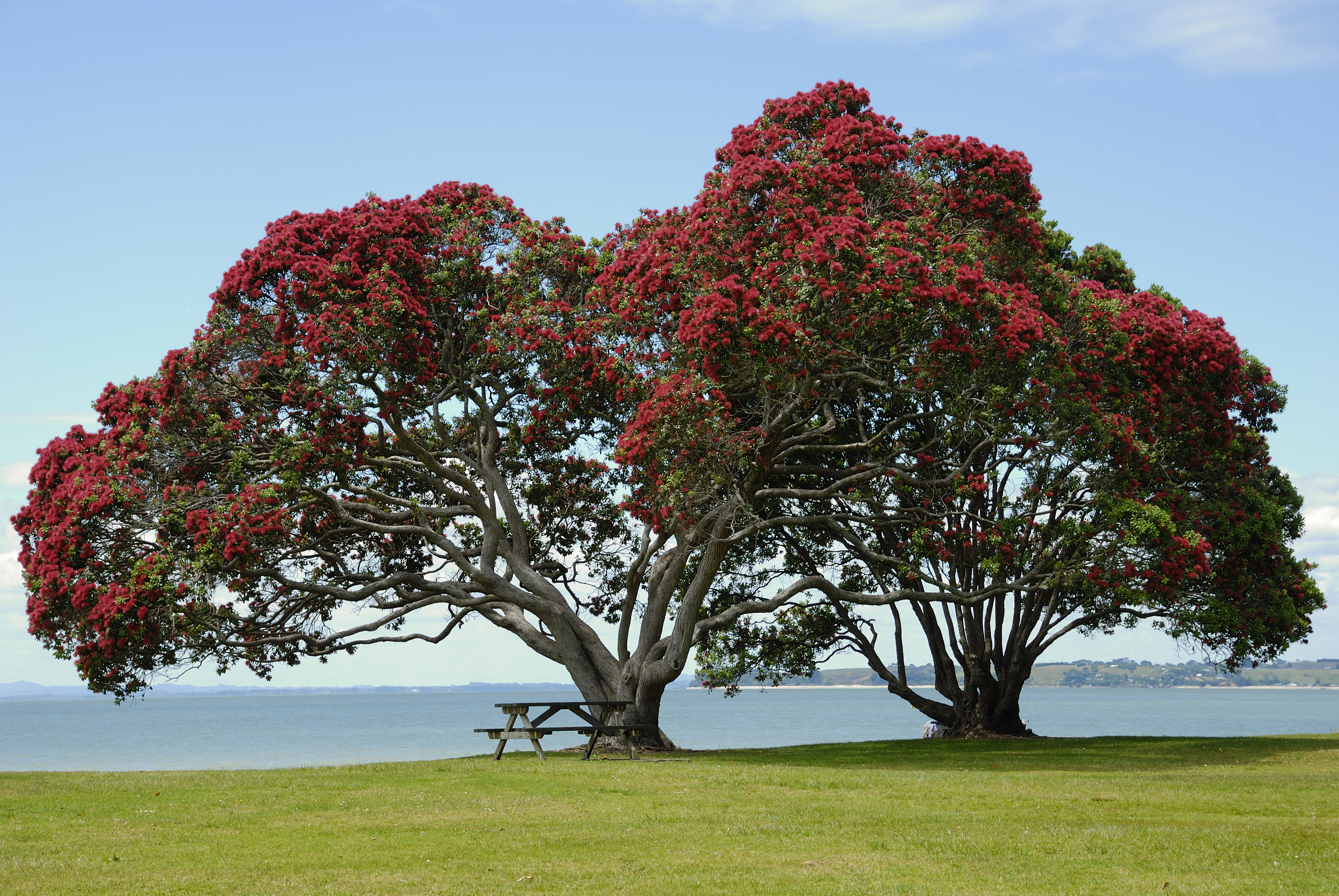 Pohutukawa tree